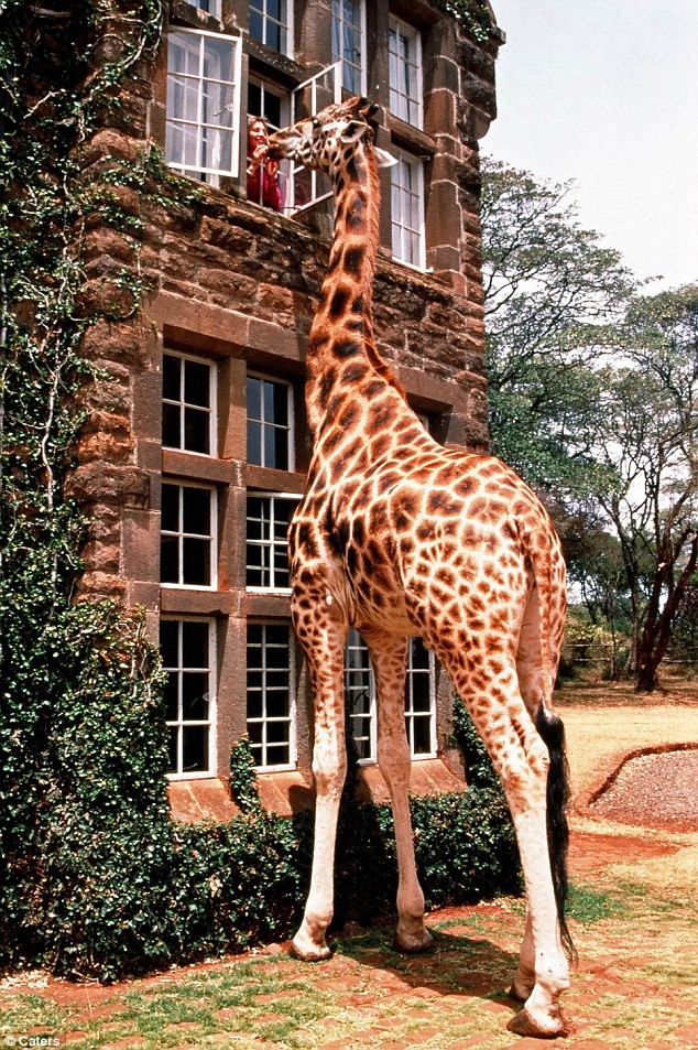 Жирафье поместье (4 фото)
