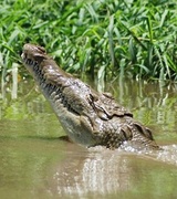 Крокодил решил помочь сделать хороший кадр (3 фото)