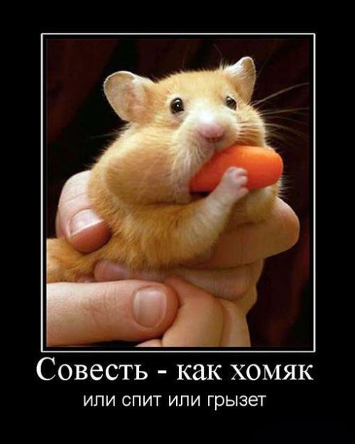 http://ru.fishki.net/picsw/072010/02/post/dem/demotivator_075.jpg