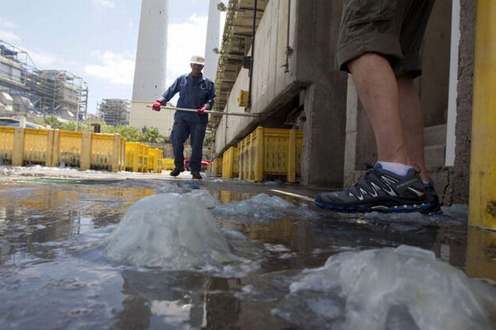 The Israeli power station was closed because of jellyfish (12 photos)