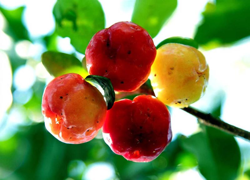 Полезные экзотические фрукты Frukt-0005