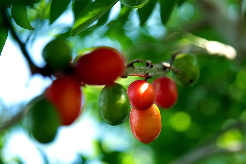 Полезные экзотические фрукты Frukt-0017