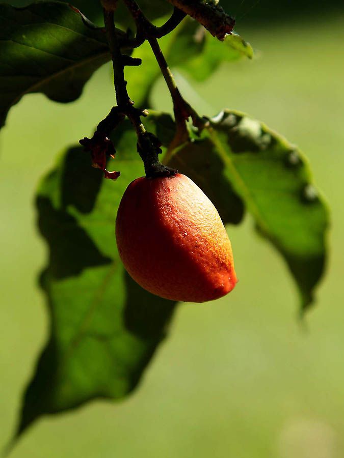 Полезные экзотические фрукты Frukt-0027