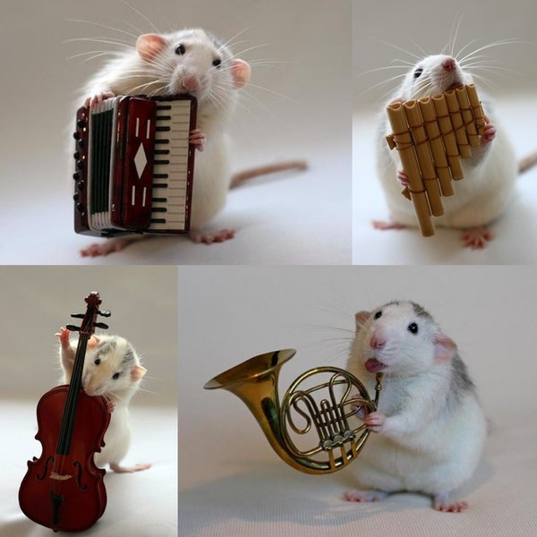 Оркестровая яма белых крыс (9 фото)