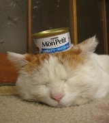 Кот, который любит поспать (3 фото)