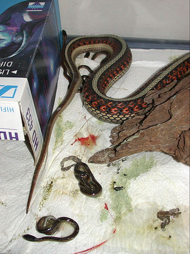 Роды у змеи (4 фото)