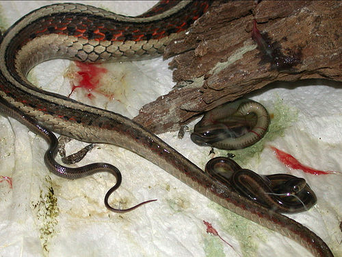 Роды у змеи (4 фото)