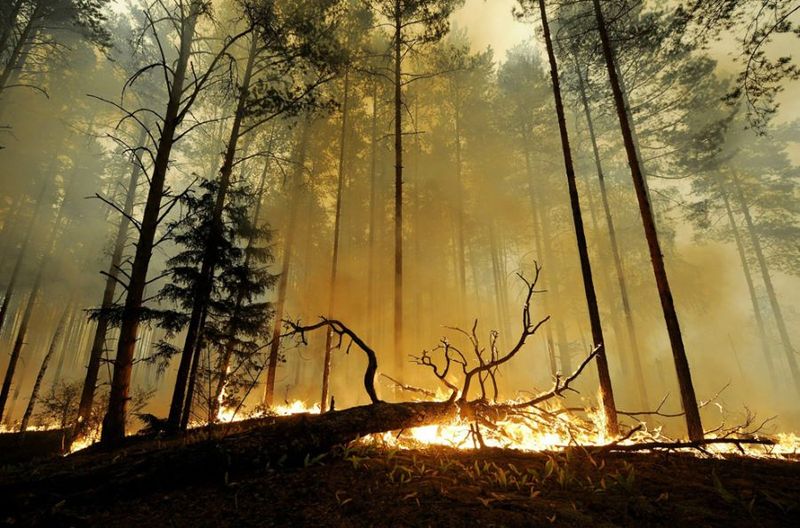 Лесные пожары в России (36 фото)