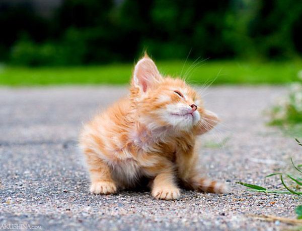 20 мусипусечных фотографий котят (20 фото)