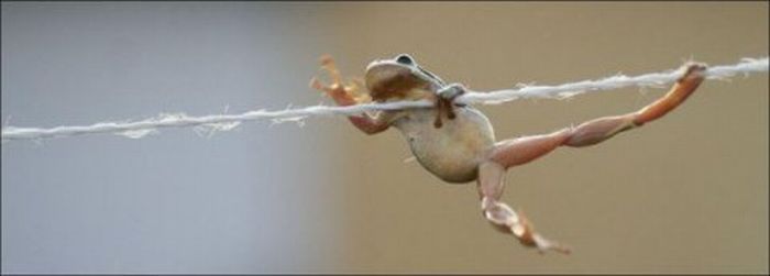 Забавная лягушка (5 фото)