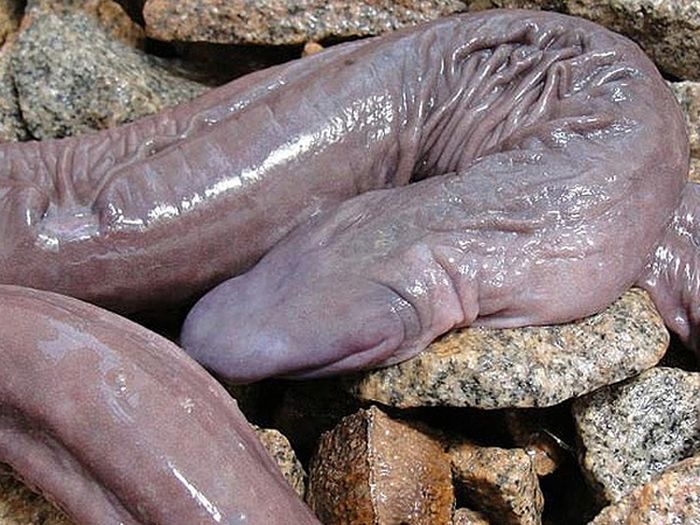 Неизвестная науке змея похожая на пенис (4 фото)