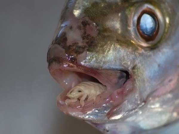 В Великобритании впервые обнаружено насекомое, пожирающее рыбий язык. Странное создание, научное название которого cymothoa exigua, было найдено во рту у красного люциана, купленного на лондонском рынке. Обнаружив в покупке такой 