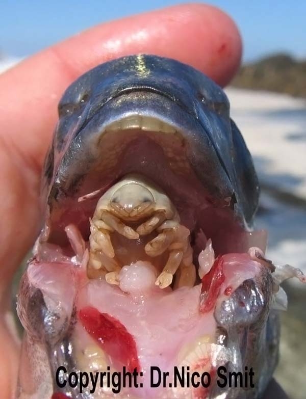 Ранее рыб с паразитами cymothoa exigua вместо языка изредка вылавливали только в США, у побережья Калифорнии.