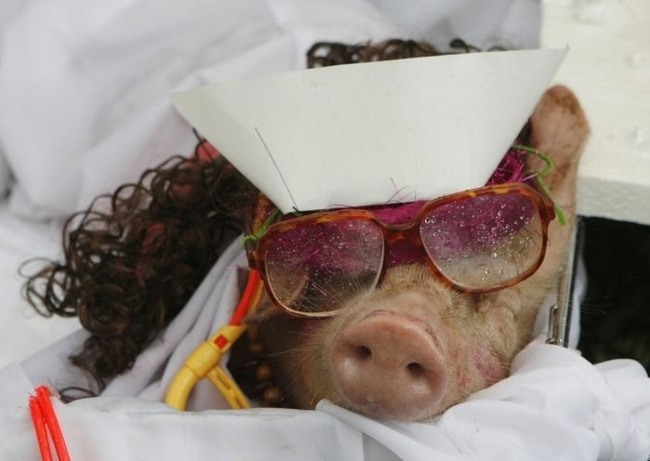 Фестиваль костюма свиньи в Филиппинах (7 фото)