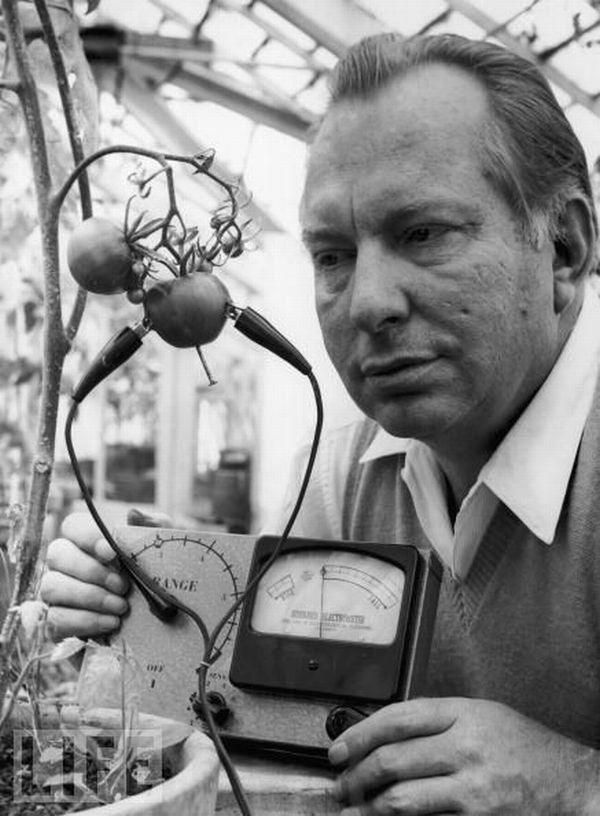 Электрометр Хаббарда, 1968.<br>Основатель Церкви Сайентолоджи Л. Рон Хуббард создал этот электрометр,чтобы узнать, испытывают ли помидоры боль. В заключении было написано, что они кричат, когда их режут.