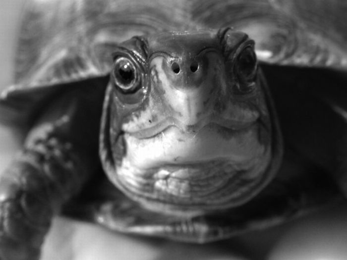  Смайлики в исполнении черепах (10 фото)