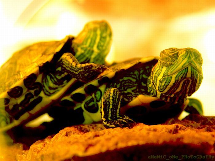  Смайлики в исполнении черепах (10 фото)
