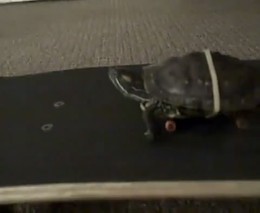 �������� �� ������