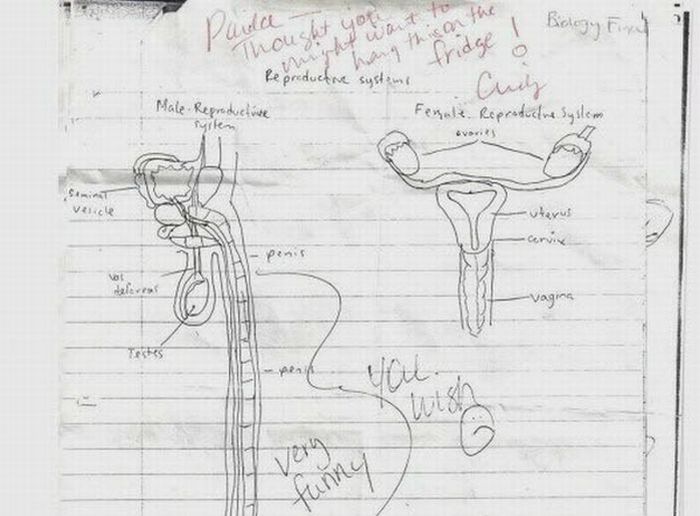 Best Anatomy Homework Ever (1 pic)