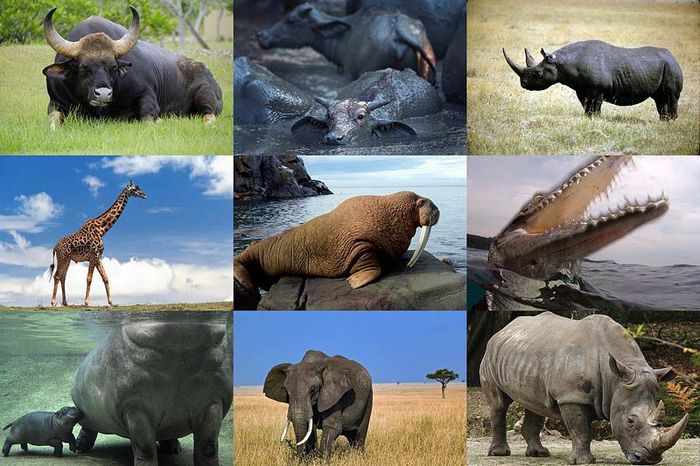 Топ-10 самых больших сухопутных животных в мире (10 фото)