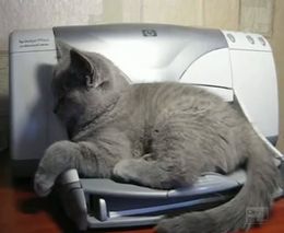 Кошак против принтера
