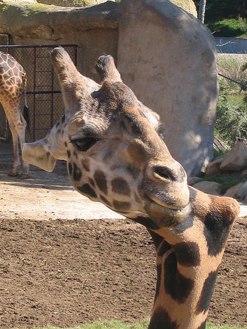 Жираф с неправильной шеей (11 фото)