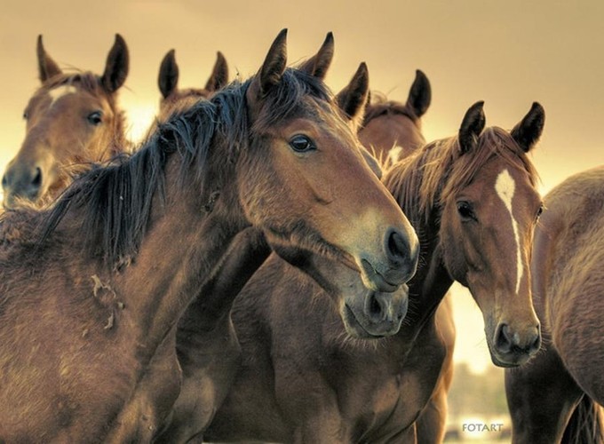Лошади (47 фото)