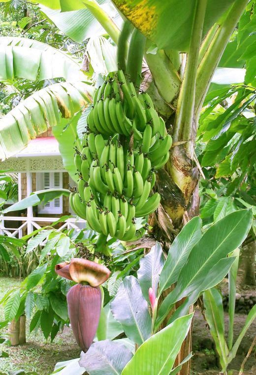 Бананы<br>Банановые деревья на самом деле не деревья, а гигантская трава. Большой ствол является так называемым травяным псевдостволом, на котором вырастает гроздь желтых, зеленых или красных бананов. После этот псевдоствол погибает, а на его месте вырастает новый. Улавливаете разницу — у деревьев он постоянный, у травы «одноразовый». Небольшие связки бананов, который продаются у нас, не являются гроздями — это их маленькие фрагменты, а масса грозди может достигать до 50 килограмм. Бананы, которые мы кушаем, особые — их специально разводят, чтобы внутри не было семечек, таким образом вы не сможете вырастить банан из купленного. Плоды диких бананов содержат много крупных косточек.