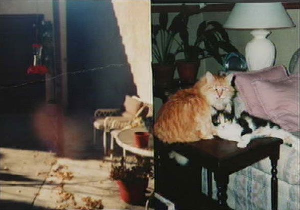 Denise: моя кошка умерла несколько лет назад от старости. Недавно яфотографировал то место, где обычно стояла ее миска с едой и вот, чтовышло. Сама кошка справа.