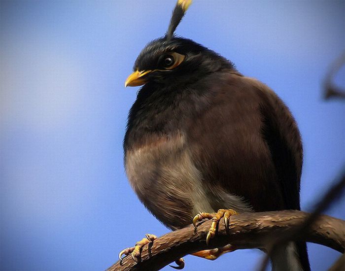 004 Lo nuevo de Angry Birds