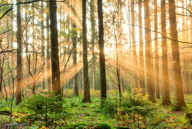 Солнечный лес Люка Белгерса (19 фото)