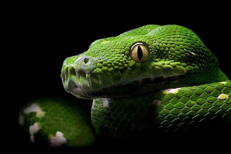 Великолепные фотографии змей! Snake-001