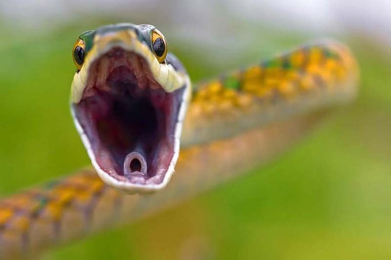 Великолепные фотографии змей! Snake-002