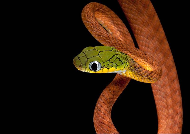 Великолепные фотографии змей! Snake-003
