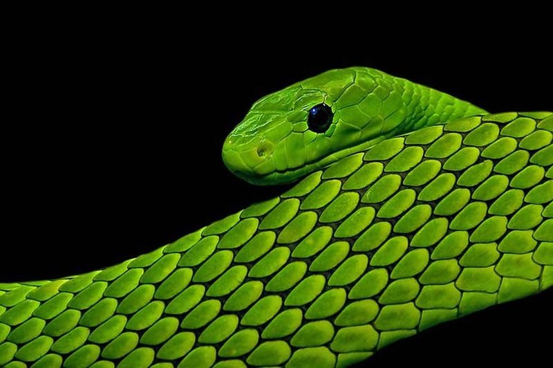 Великолепные фотографии змей! Snake-006