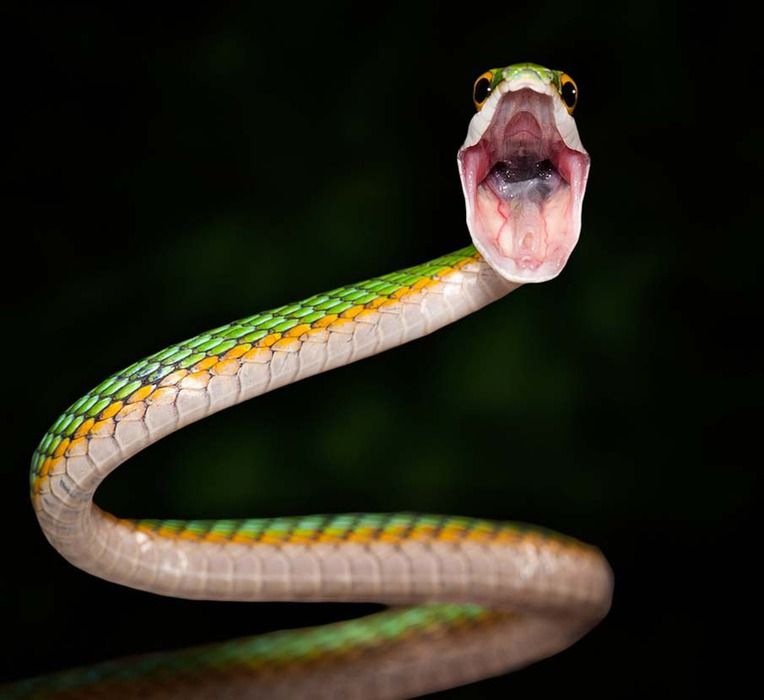 Великолепные фотографии змей! Snake-008
