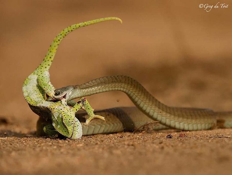 Великолепные фотографии змей! Snake-009