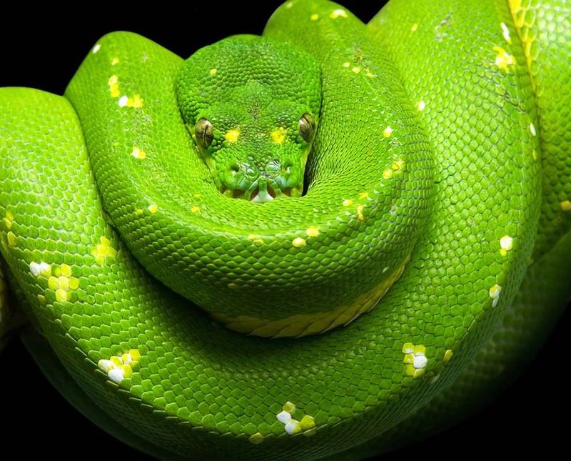 Великолепные фотографии змей! Snake-010