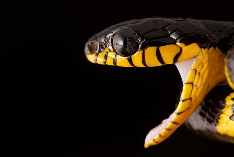 Великолепные фотографии змей! Snake-011