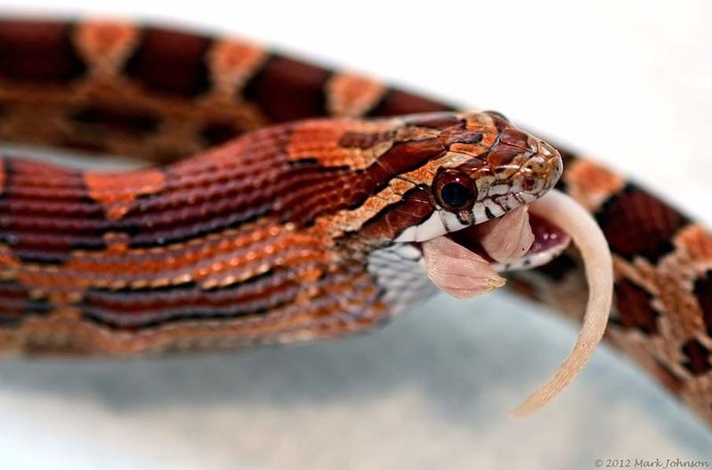 Великолепные фотографии змей! Snake-012