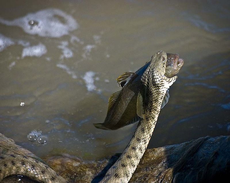Великолепные фотографии змей! Snake-014