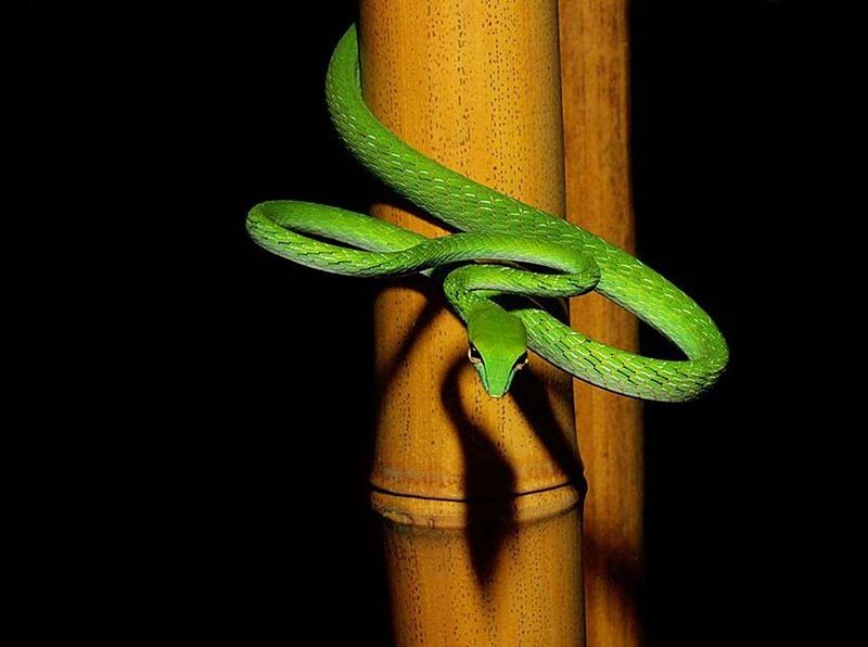 Великолепные фотографии змей! Snake-015