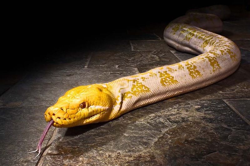 Великолепные фотографии змей! Snake-018