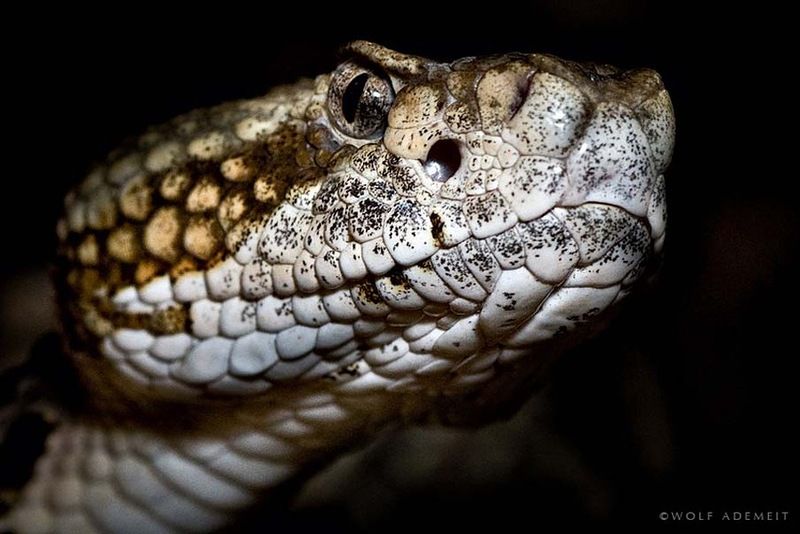 Великолепные фотографии змей! Snake-019