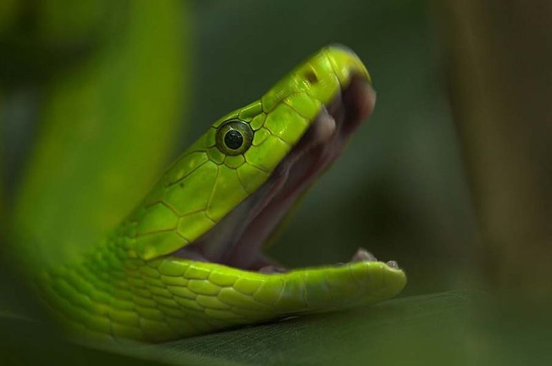 Великолепные фотографии змей! Snake-020