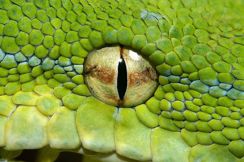 Великолепные фотографии змей! Snake-021