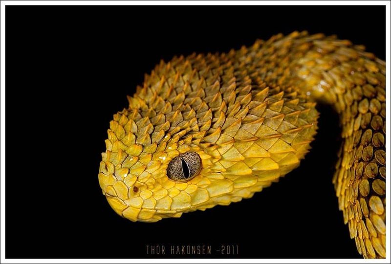 Великолепные фотографии змей! Snake-022