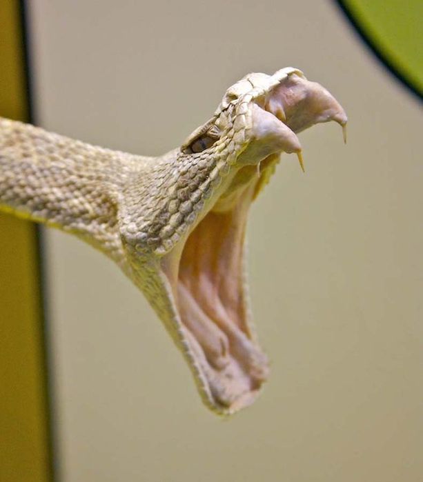 Великолепные фотографии змей! Snake-023
