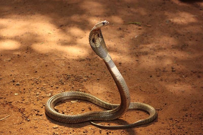 Великолепные фотографии змей! Snake-024