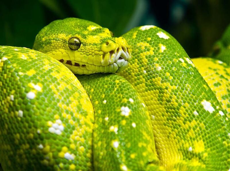 Великолепные фотографии змей! Snake-025